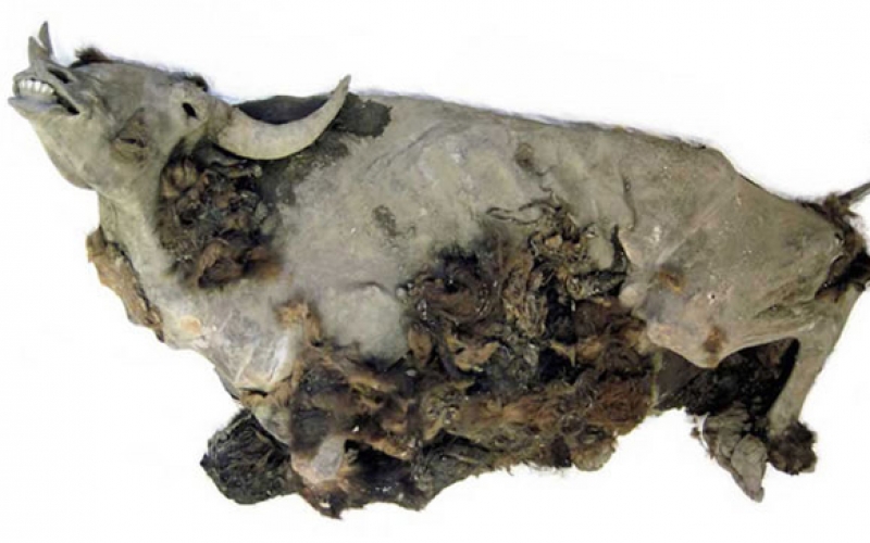 Remarkably well-preserved bison found after 9,000 year-long freeze