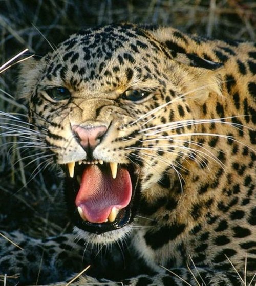 Apple Released Over 2 Million Leopards Into The IT Wild